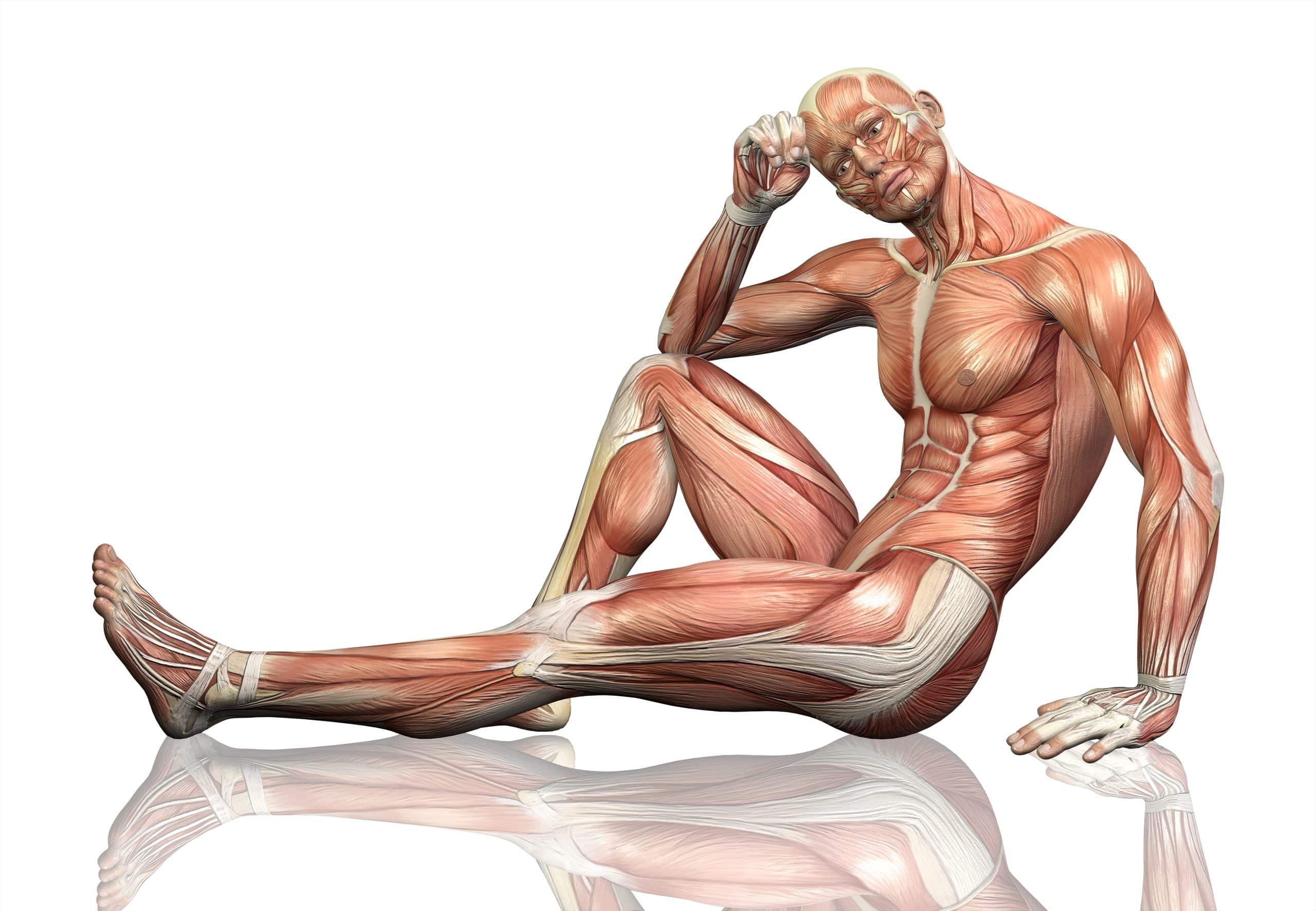 3D render of a sitting male figure with detailed muscle map