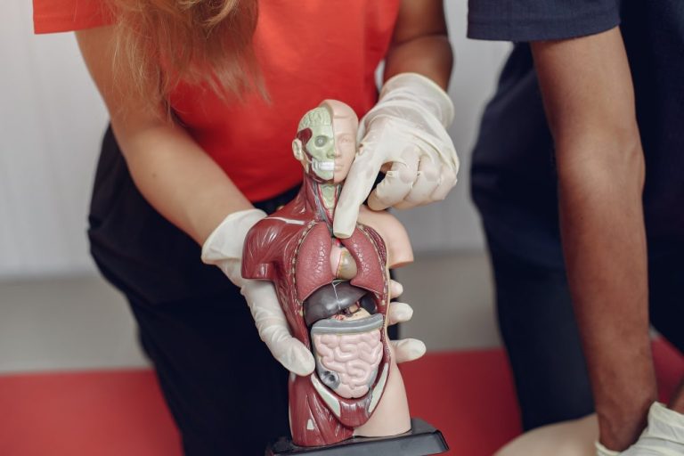 une ph7oto des viscères humains