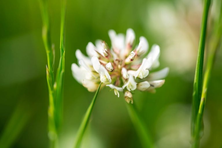 Fleur blanche au milieu de l'herbe